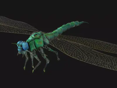 Meganeura Low-poly 3D model