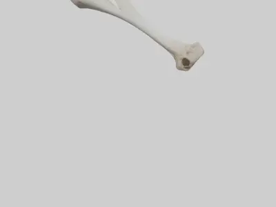 Falcon Humerus 3D model