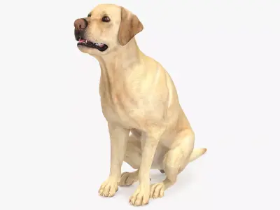 Begging White Labrador Dog Pose Animated Rigged for Cinema 4D 3D model purchase