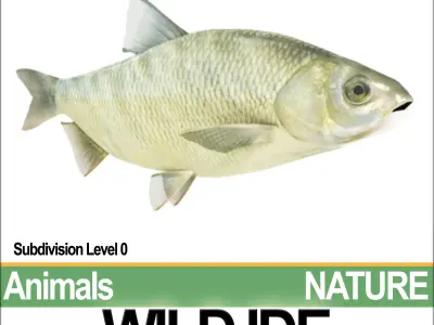 Wild Ide 3D model