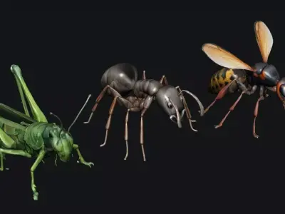 Animals Insect 3D model