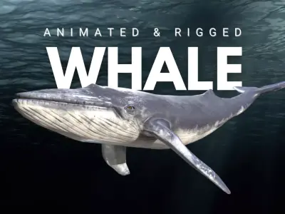 Whale Animated and Rigged Low-poly 3D model