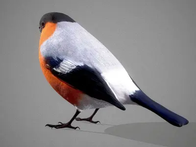 Bird Bullfinch 3D model 3D model