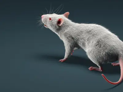 Rat Fur Animated 3D model