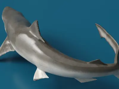 Realistic Spadenose Shark Rigged for Cinema 4D 3D model