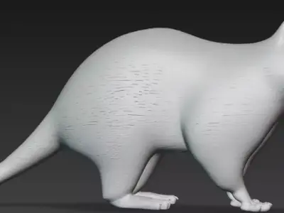 racoon 3D model purchase