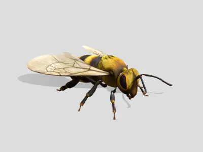 Free High quality rigged bee Free low-poly 3D model