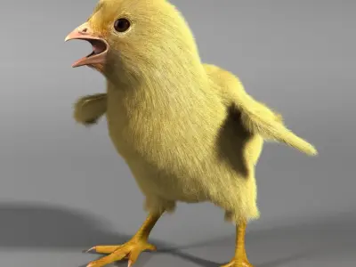  Chick 