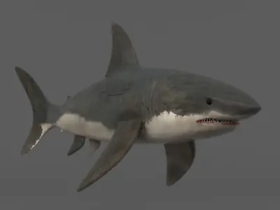 White Shark 3D model get