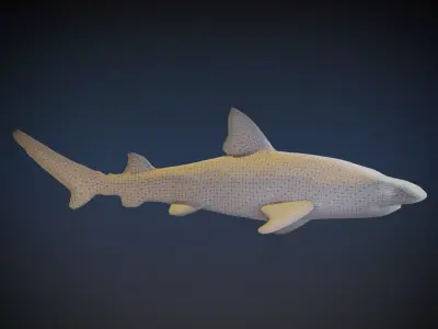 Leopard Shark 3D model purchase