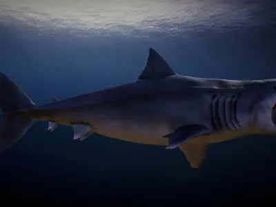 Megalodon  3D model