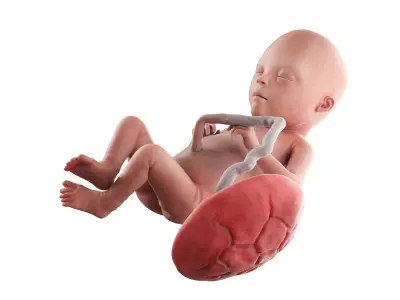 Fetus Anatomy Week 21 Static 3D model