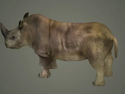 indian rhinoceros mammal rhino animal  3D model