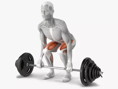 Male Muscular System Deadlift Anatomy 3D model purchase