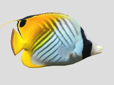 Auriga Butterflyfish Realistic Animated Low-poly 3D model