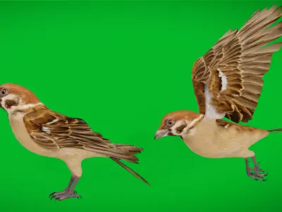Eurasian Tree Sparrow Low-poly 3D model