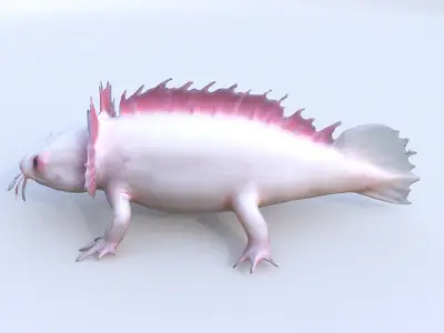 Axolotl 3D model purchase
