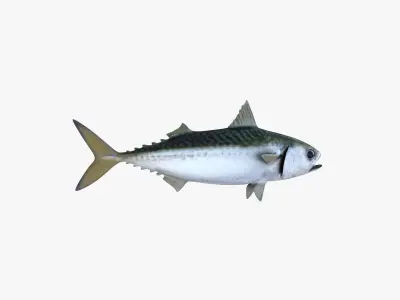 Pacific Chub Mackerel 3D model