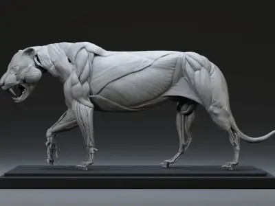 Tiger Ecorche Pose Free 3D model