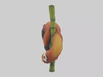 Red Panda climbing bamboo model Low-poly 3D model