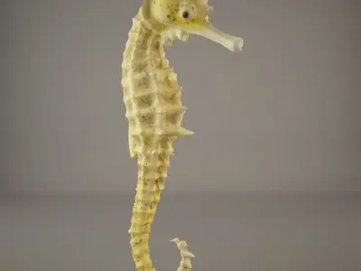 Sea Horse 3D model get
