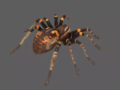 Spider 3D model 5