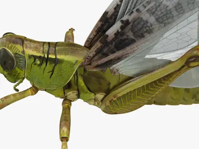 Common Field Grasshopper 3D Model