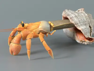  Hermit Crab Static 