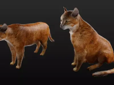 Orange Cat Animated Free low-poly 3D model
