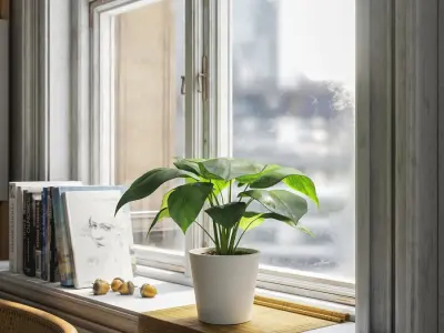  Young Monstera Plant Potted Plant Model  buy