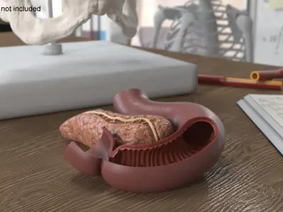 Plastic Model of Pancreas Cut 3D model