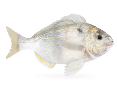 Pinfish fish 3D model