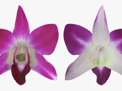 Flower - 3D Scanned Collection 3D model