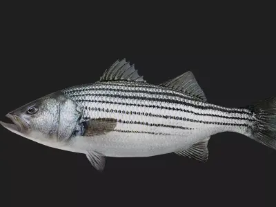 Stripedbass Low-poly 3D model