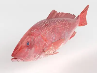 Red Snapper Fish 3D model purchase