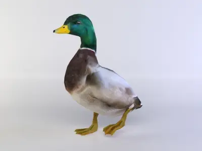 Duck 3D model Low-poly 3D model purchase