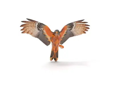 Elegant Falcon model pack Low-poly 3D model