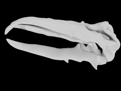 Whale Skull Low-poly 3D model