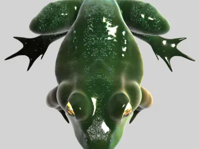 Frog With Basic Rig 3D model