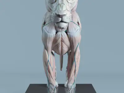Lion Anatomy 3D model