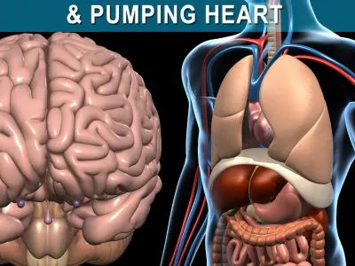 Anatomy and Brain 3D model