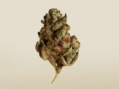 Realistic Cannabis Bud 01 3D model