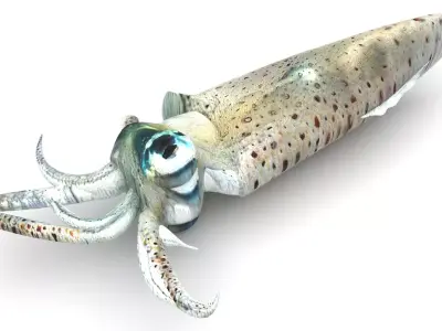 Squid 3D model purchase