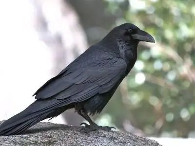 Crow animations Low-poly 3D model