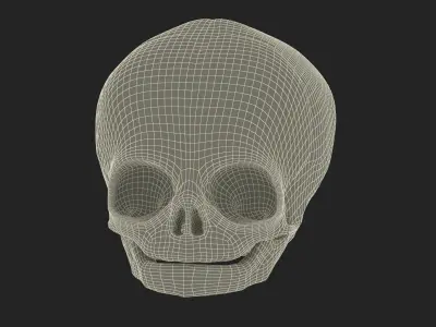 Anatomical Human Skulls Collection 2 3D model