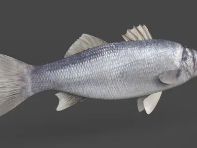 Seabass Fish 3D model buy