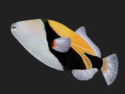 Filefish Low-poly 3D model order
