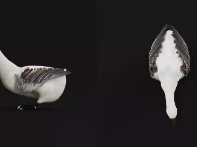 Domestic Goose Bird Free 3D model