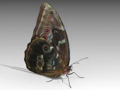 Blue Morpho Butterfly Low-poly 3D model get
