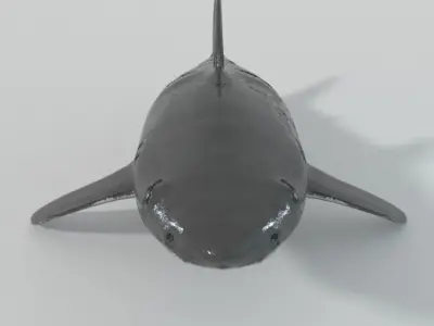 Great White Shark Low-poly 3D model 5